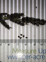 Echinochloa muricata microstachya