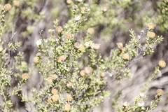 Cymbopappus adenosolen