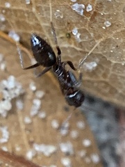 Nylanderia bourbonica