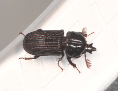 Syndesus cornutus