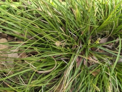 Carex planostachys