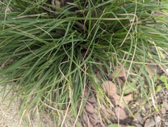 Carex planostachys