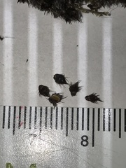 Echinochloa muricata microstachya