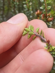 Epacris alpina