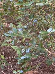 Atherosperma moschatum