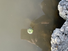 Hydrocotyle ranunculoides