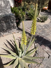 Aloe vera