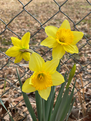 Narcissus pseudonarcissus
