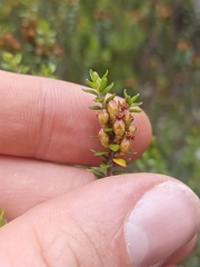 Epacris alpina