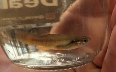 Fundulus chrysotus