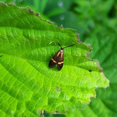 Nemophora degeerella