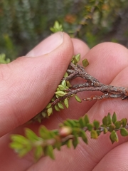 Epacris alpina