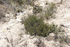Cymbopappus adenosolen