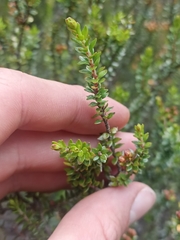 Epacris alpina