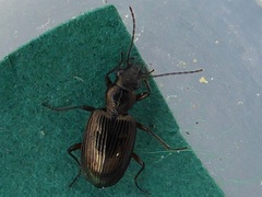 Bembidion punctulatum