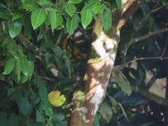 Cinnamomum burmanni