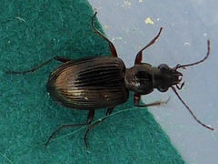 Bembidion punctulatum