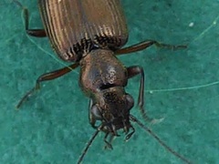 Bembidion punctulatum