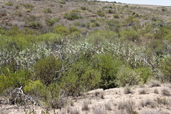 Phragmites australis australis