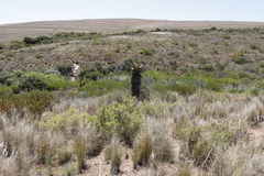 Aloe ferox