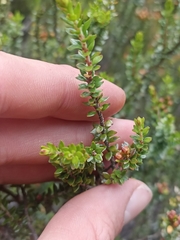 Epacris alpina