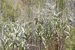 Phragmites australis australis
