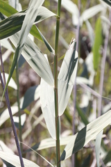 Phragmites australis australis