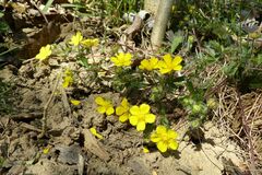 Potentilla heptaphylla