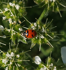Coccinellini