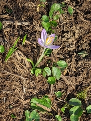Crocus tommasinianus