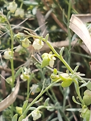 Thamnosma texana