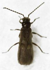 Malthodes pumilus