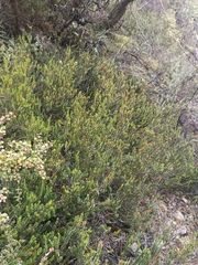 Epacris alpina