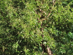 Cinnamomum burmanni