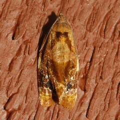 Ditula angustiorana