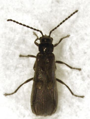 Malthodes pumilus