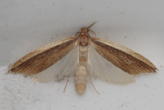 Donacaula albicostellus