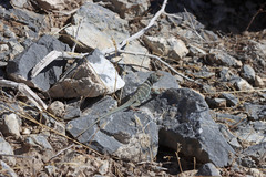 Crotaphytus bicinctores