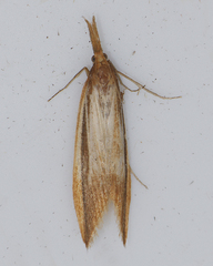 Donacaula albicostellus