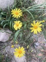 Senecio californicus