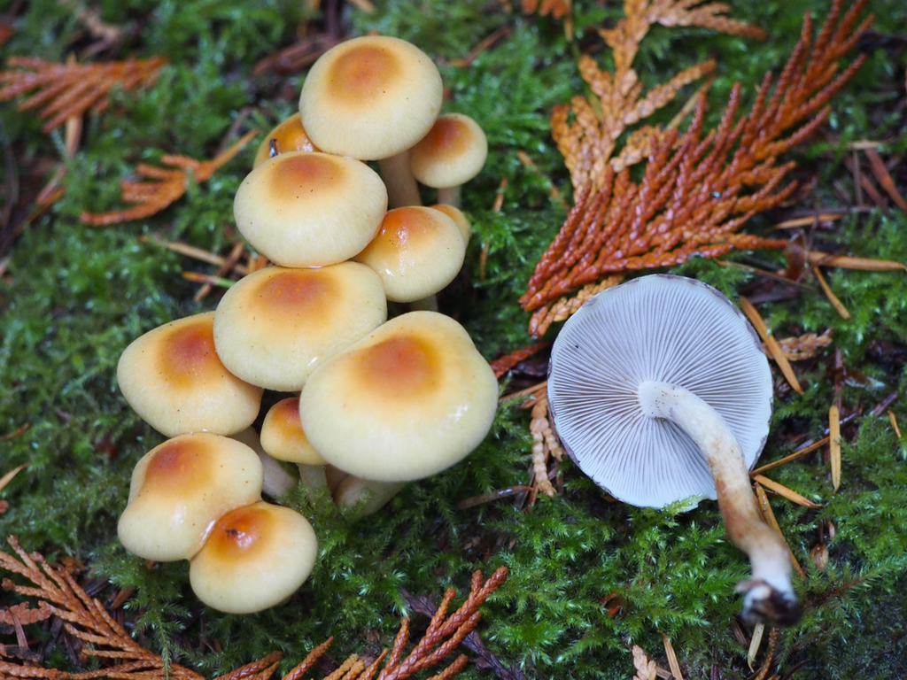 Hypholoma