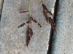 Echinochloa muricata microstachya