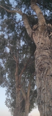 Eucalyptus gomphocephala