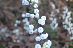 Spiraea prunifolia