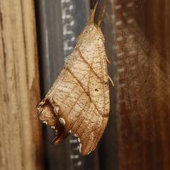 Drepana bilineata