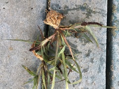 Echinochloa muricata microstachya