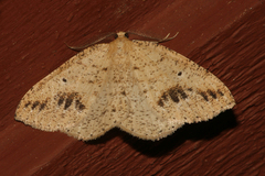 Drepanulatrix secundaria