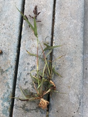 Echinochloa muricata microstachya