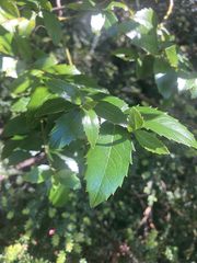 Atherosperma moschatum