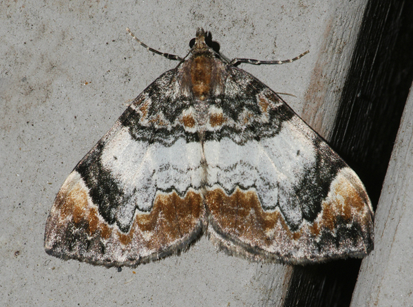 Dysstroma ochrofuscaria